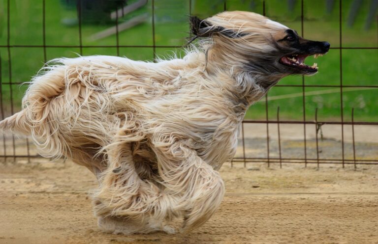 Maximize Your Wins: Greyhound Racing Betting Strategies